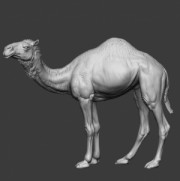 Animal: Camel №1
